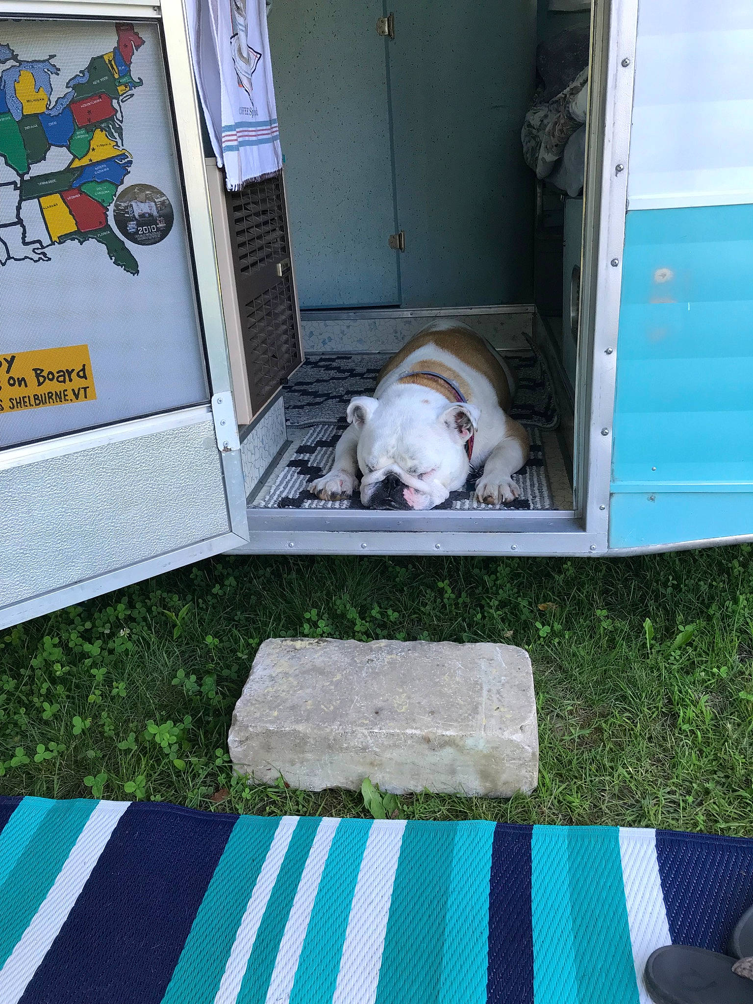 Ellie joined the competition — help win amazing prizes! canidae, cat, floor, flooring, grass, green, home, house, sporting_group