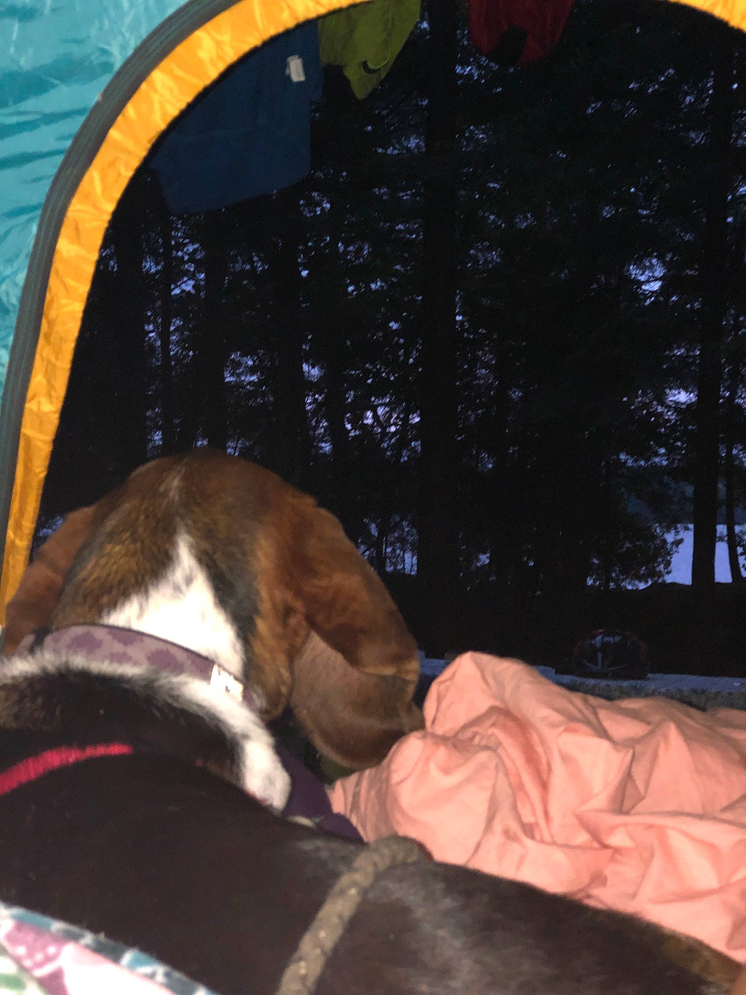 Violet is registered to the contest to win money with this photo: canidae, carnivore, coonhound, dog, dog_breed, fawn, treeing_walker_coonhound