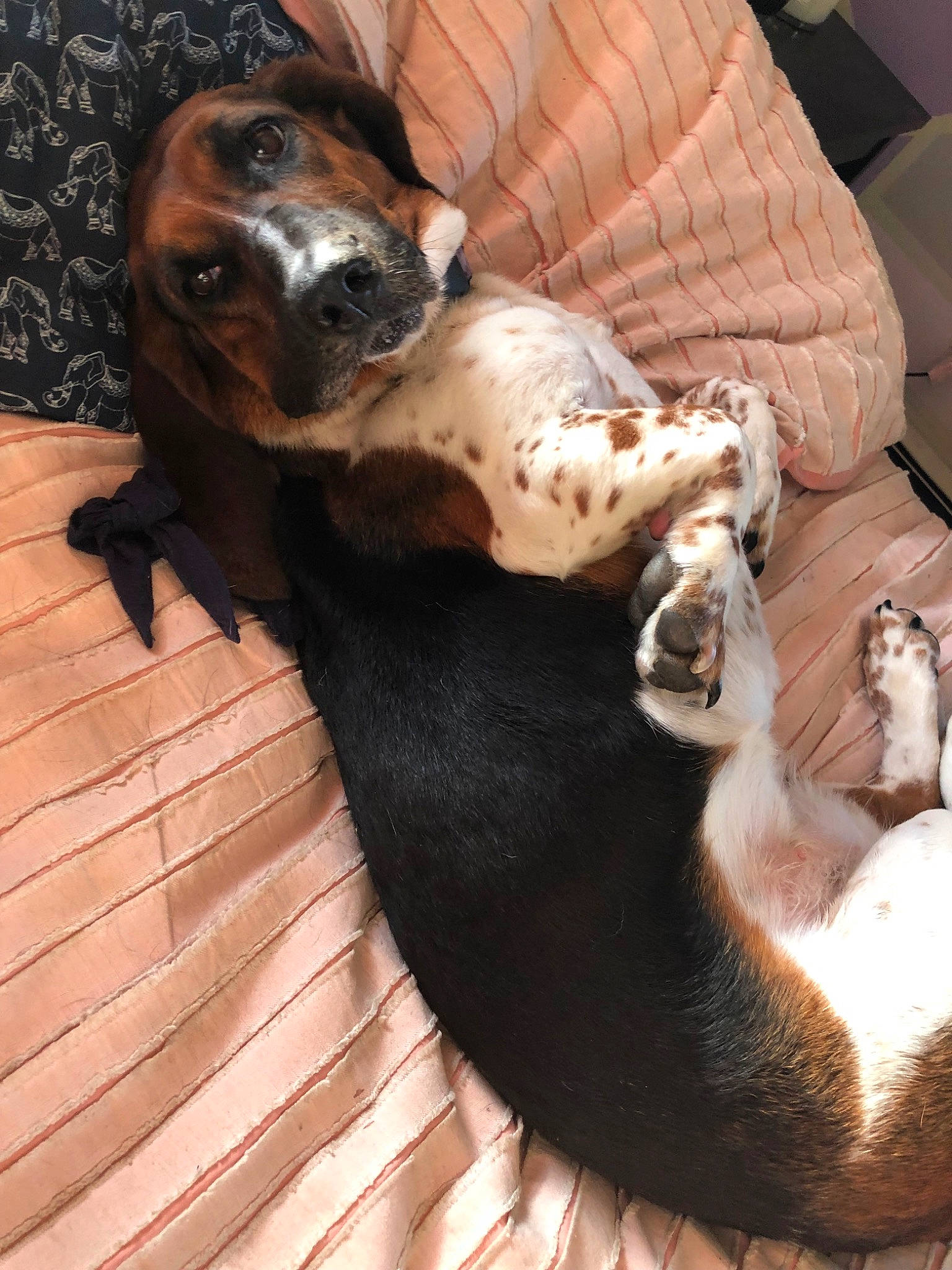 Violet joined the competition — help win amazing prizes! basset_artesien_normand, basset_hound, canidae, carnivore, companion_dog, coonhound, dog, dog_breed, hound, mammal, scent_hound, snout