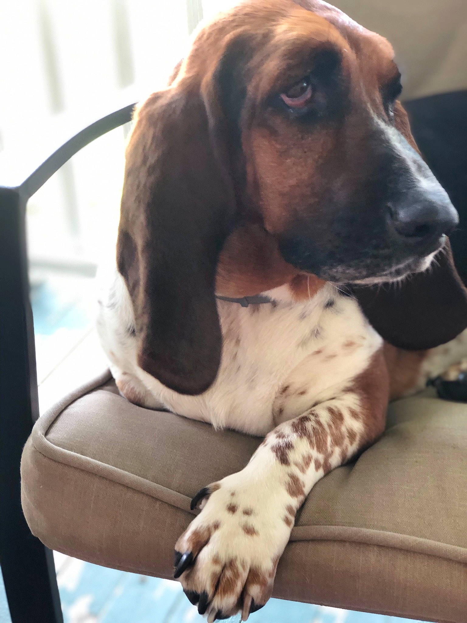 Violet is registered to the contest to win money with this photo: basset_artesien_normand, basset_hound, bracco_italiano, canidae, carnivore, coonhound, dog, dog_breed, english_coonhound, estonian_hound, fawn, hound, mammal, rare_breed_dog, schweizer_laufhund, snout, sporting_group, treeing_walker_coonhound, vertebrate