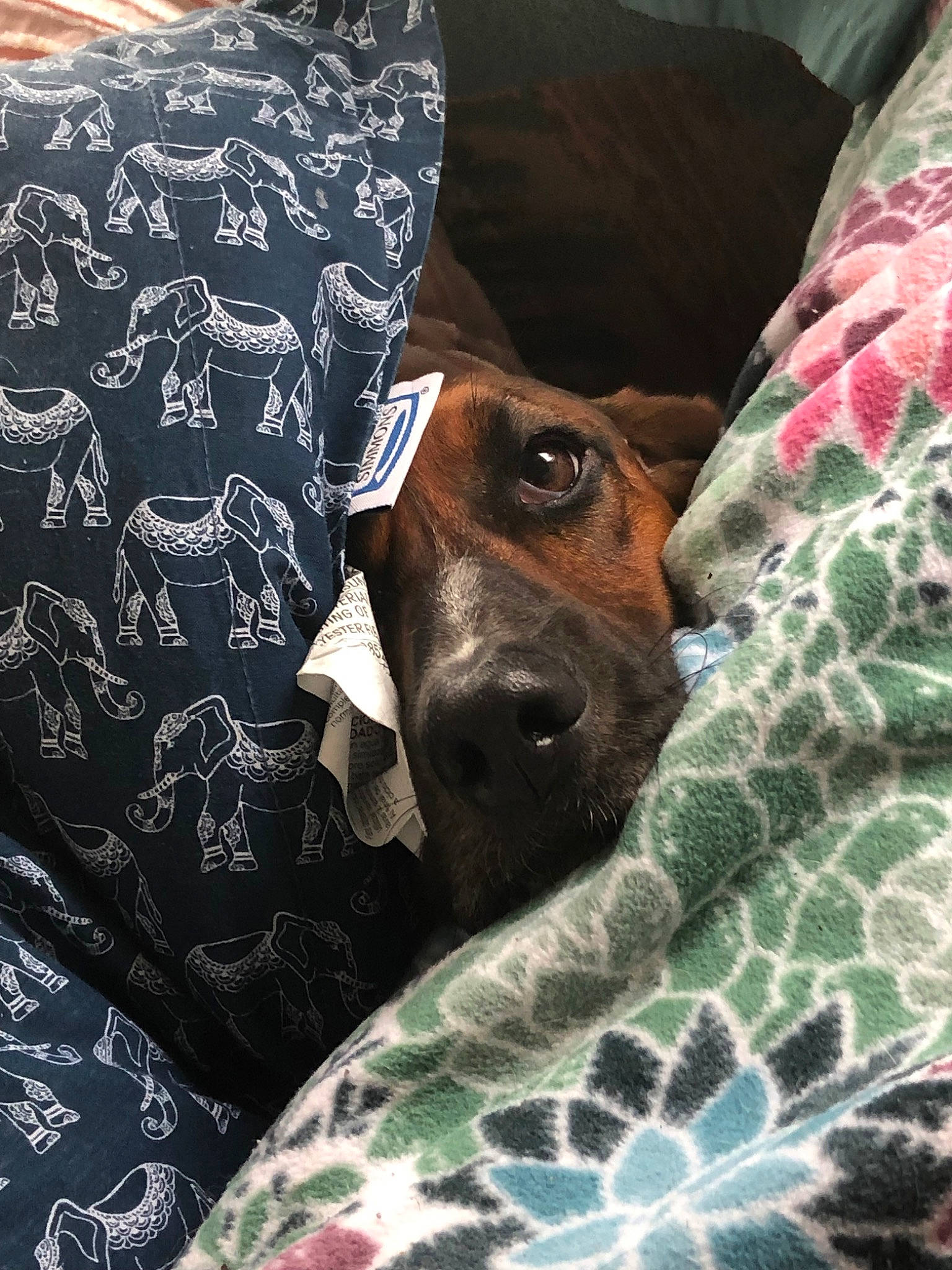 Violet is registered to the contest to win money with this photo: basset_hound, canidae, carnivore, coonhound, dog, dog_breed, ear, hound, mammal, pointer, rhodesian_ridgeback, scent_hound, snout, sporting_group