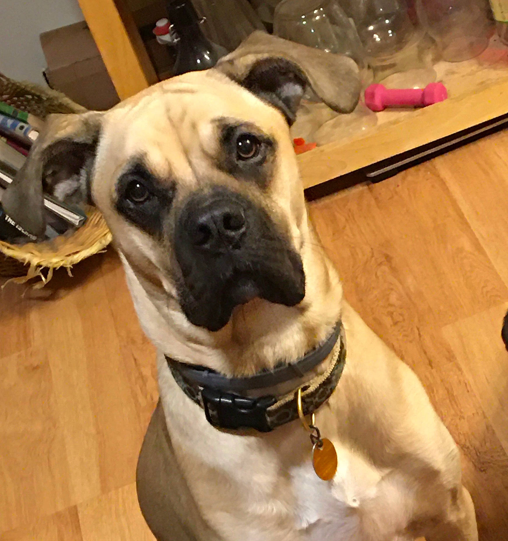 Lyla joined the competition — help win amazing prizes! black_mouth_cur, boerboel, bullmastiff, canidae, carnivore, collar, companion_dog, dog, dog_breed, dog_collar, ear, english_mastiff, fawn, mammal, non_sporting_group, perro_de_presa_mallorquin, snout, sporting_group