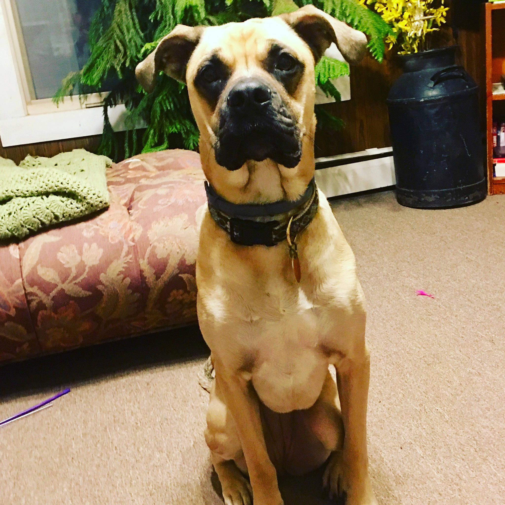 Lyla is registered to the contest to win money with this photo: boerboel, boxer, bullmastiff, canidae, carnivore, companion_dog, dog, dog_breed, dog_collar, fawn, great_dane, mammal, molosser, non_sporting_group, perro_de_presa_mallorquin, rare_breed_dog, snout, sporting_group, vertebrate, working_dog