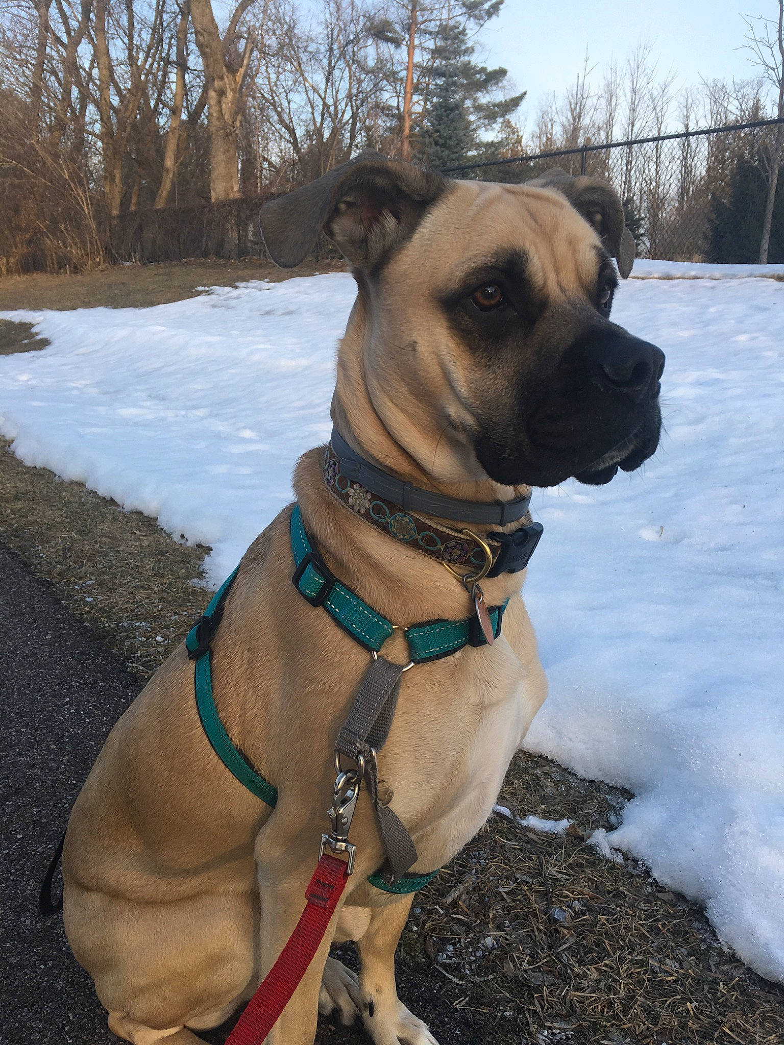 Lyla is registered to the contest to win money with this photo: american_mastiff, boerboel, bullmastiff, canidae, carnivore, collar, companion_dog, dog, dog_breed, dog_collar, english_mastiff, fawn, great_dane, guard_dog, mammal, snout, snow, sporting_group, winter, working_dog