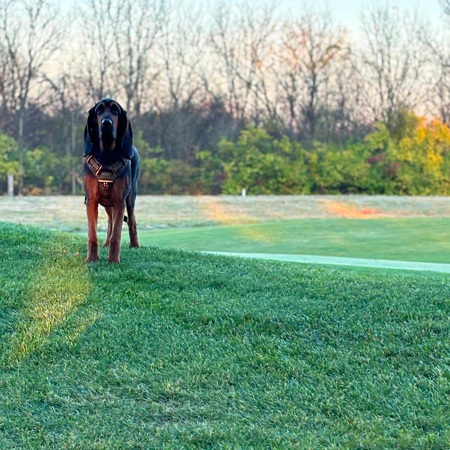 Leroy is registered to the contest to win money with this photo: animal, canine, dog, field, grass, grassland, grove, hound, land, lawn, nature, outdoors, park, pet, plant, pointer, puppy, tree, vegetation, woodland