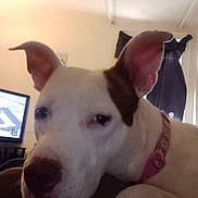 Daisy Mae joined the competition — help win amazing prizes! dog, white_dog, indoor, pet, close_up, collar, brown_patch, resting, ears, face, animal, domestic, canine, furniture, television, curtain, wall, relaxing, house, companion