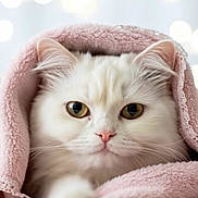 Luna is registered to the contest to win money with this photo: cat, white_cat, fluffy, pet, animal, portrait, close_up, pink_towel, cozy, soft_texture, cute, indoor, face, whiskers, ears, eyes, relaxed, bokeh, background, feline