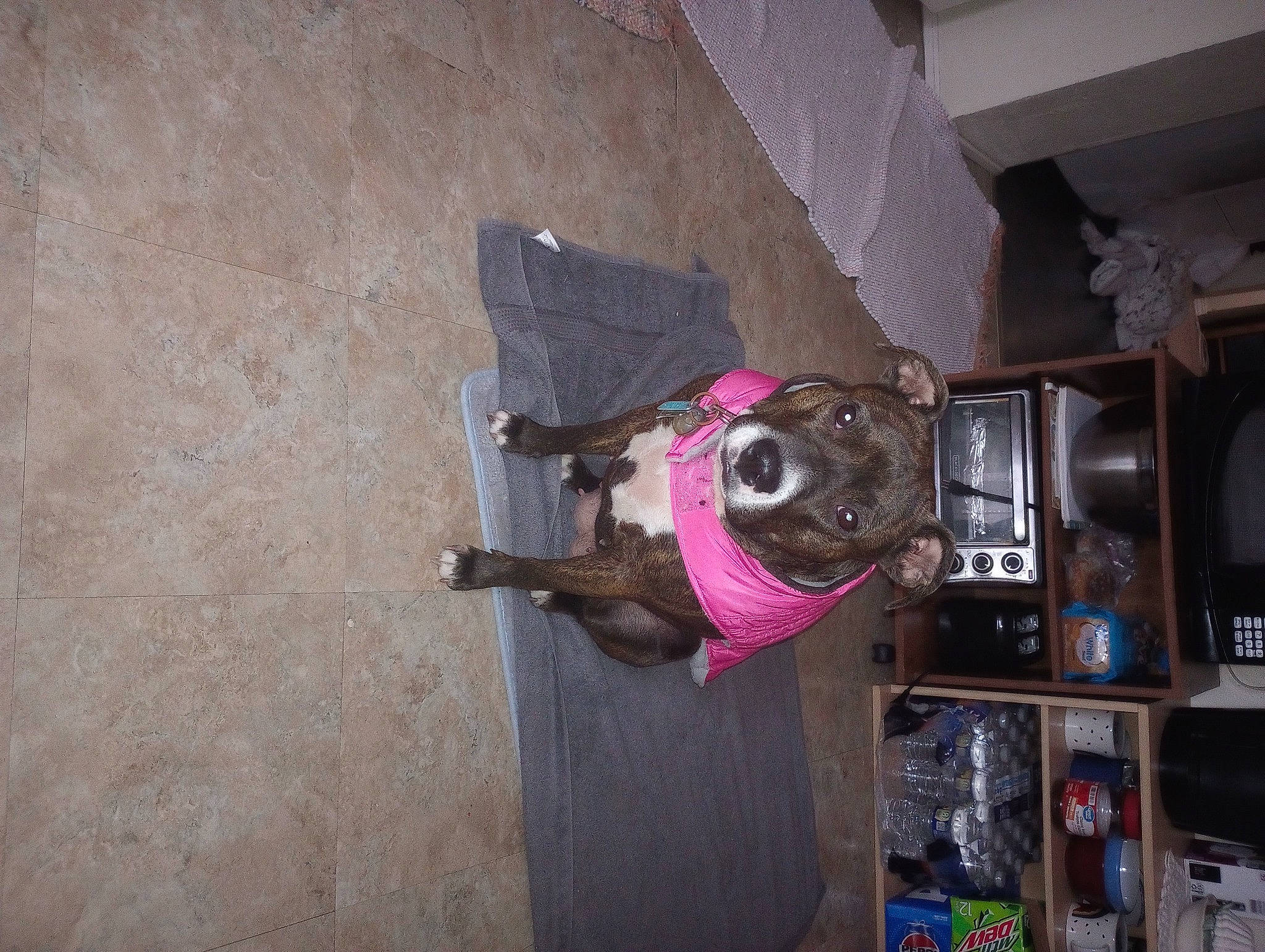 Bella joined the competition — help win amazing prizes! concrete, costume, flooring, fun, hat, machine, magenta, personal_protective_equipment, room, wall