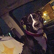 Twin joined the competition — help win amazing prizes! dog, black_and_white, collar, car_interior, night, window, seat, pet, animal, looking, dark, indoor, vehicle, canine, domestic_animal, portrait, sitting, head, face, leash