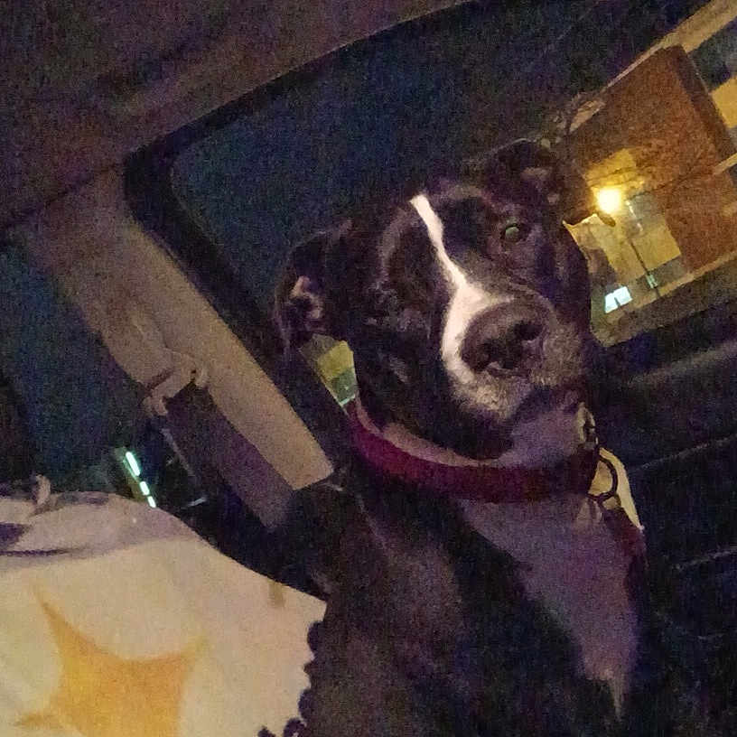 Twin joined the competition — help win amazing prizes! animal, black_and_white, canine, car_interior, collar, dark, dog, domestic_animal, face, head, indoor, leash, looking, night, pet, portrait, seat, sitting, vehicle, window