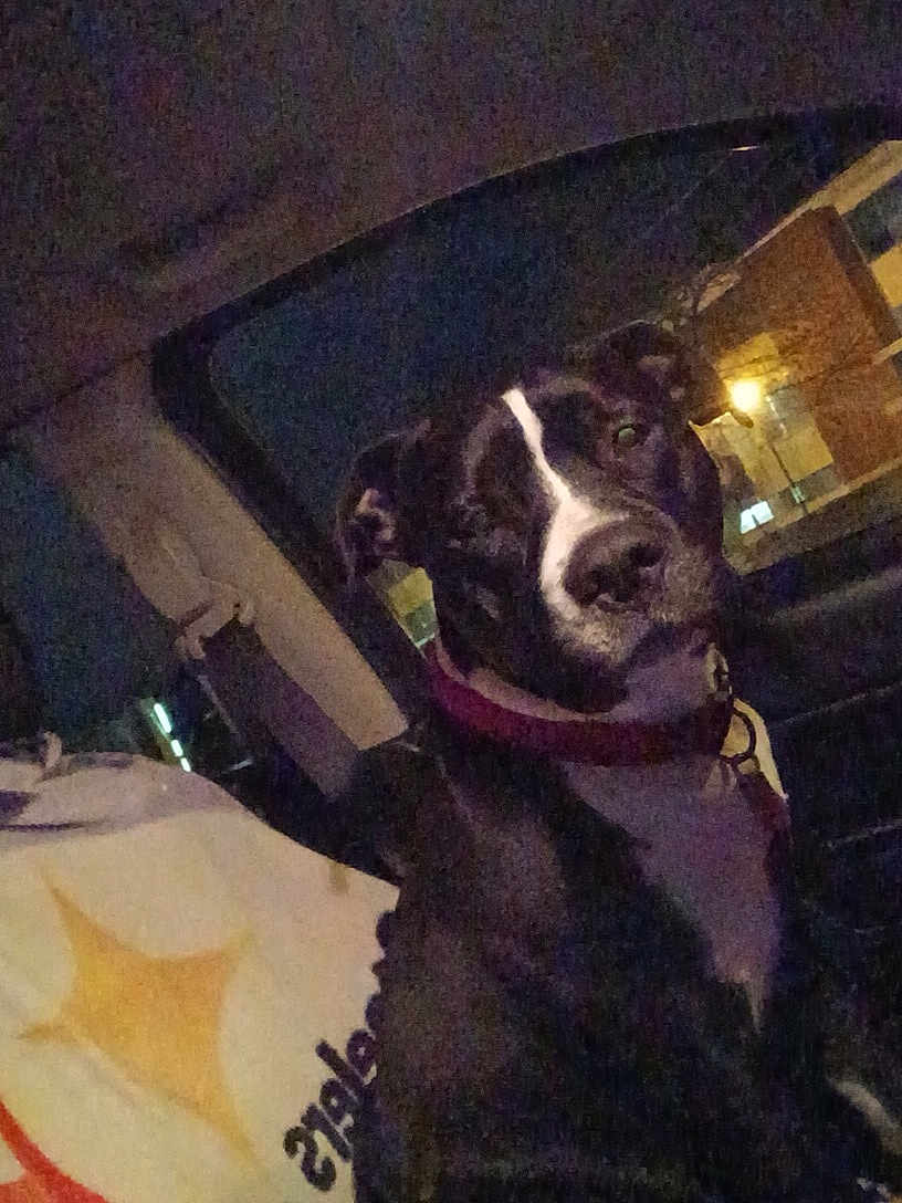 Twin joined the competition — help win amazing prizes! dog, black_and_white, collar, car_interior, night, window, seat, pet, animal, looking, dark, indoor, vehicle, canine, domestic_animal, portrait, sitting, head, face, leash