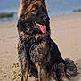 animal, canine, dog, germanshepherd, pet, policedog, puppy