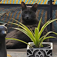 Yzma a rejoint le concours — aidez-le/la à gagner de superbes lots ! animal, cat, ceramic_figure, colorful_background, decorative_pot, feline, gray_cat, green_plant, houseplant, indoor, leaf, ornament, patterned_pot, plant, pot, relaxed_cat, sitting_cat, still_life, table, texture