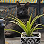 animal, cat, ceramic_figure, colorful_background, decorative_pot, feline, gray_cat, green_plant, houseplant, indoor, leaf, ornament, patterned_pot, plant, pot, relaxed_cat, sitting_cat, still_life, table, texture