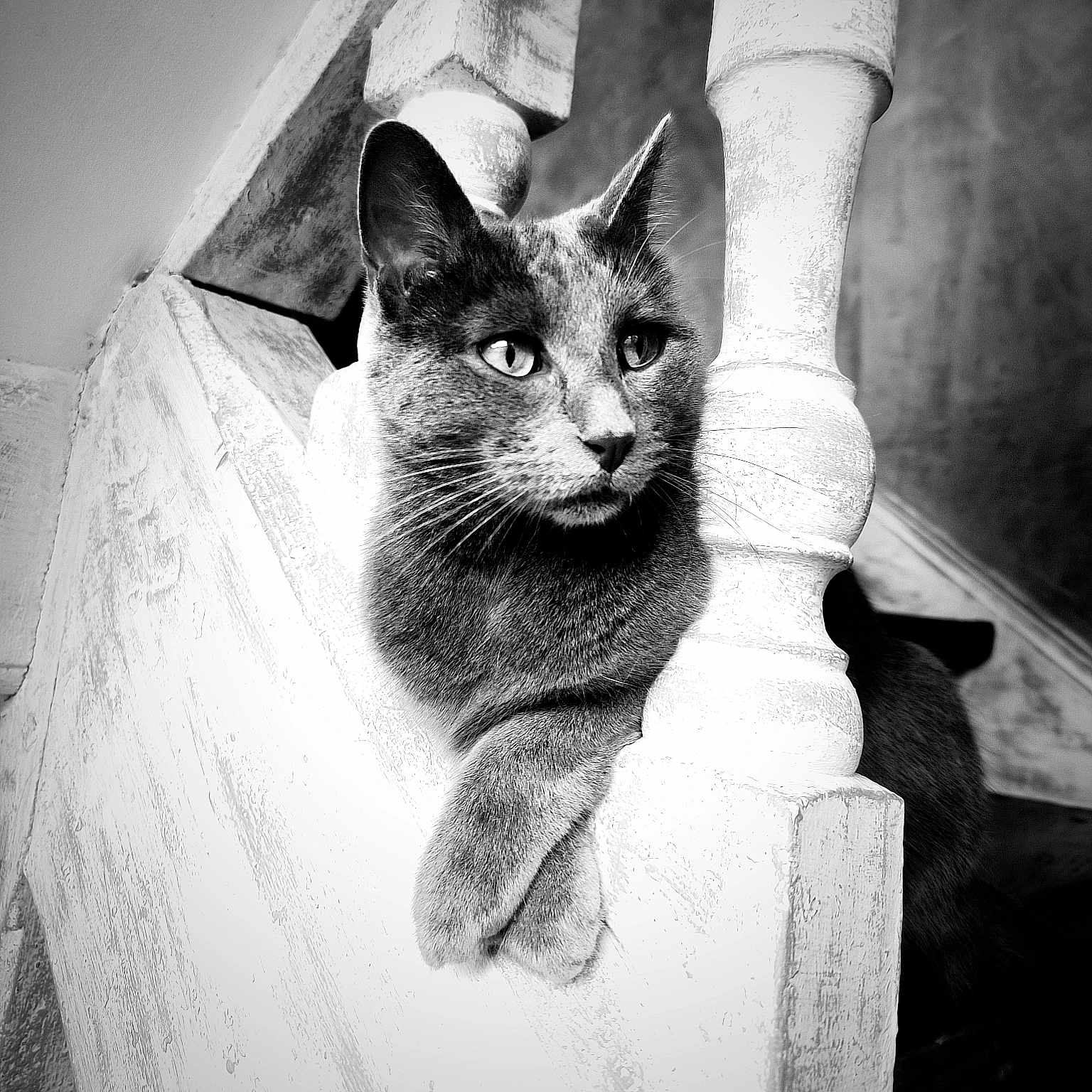 Yzma
