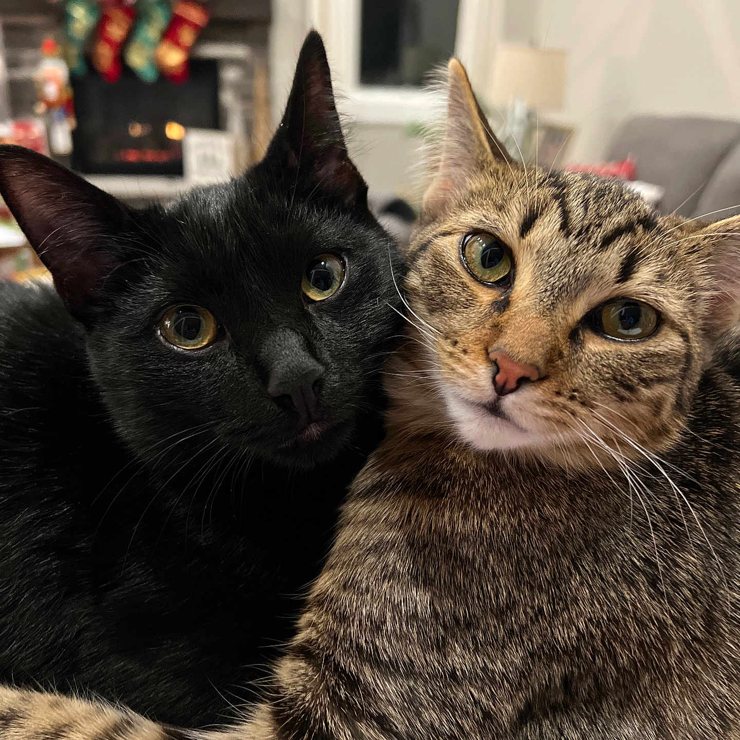 Loki And Willow is registered to the contest to win money with this photo: big_eyes, black_cat, blanket, cat, close_up, companionship, cozy, cuddle, feline, fireplace, fur, holiday_decor, indoor, living_room, pets, portrait, stockings, tabby_cat, two_cats, whiskers