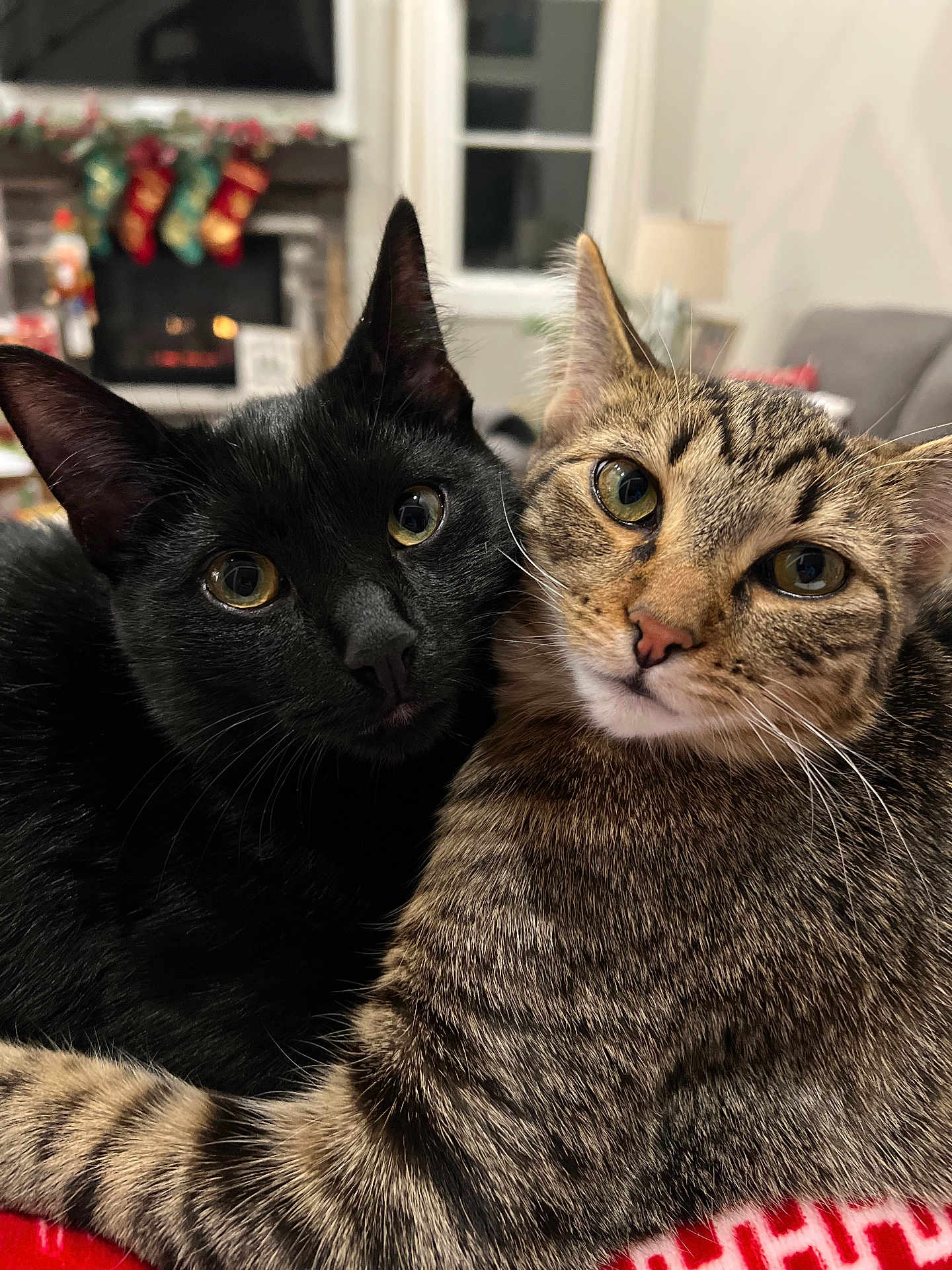 Loki And Willow is registered to the contest to win money with this photo: cat, black_cat, tabby_cat, two_cats, pets, feline, close_up, portrait, whiskers, big_eyes, indoor, living_room, fireplace, stockings, holiday_decor, cozy, blanket, fur, cuddle, companionship