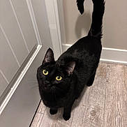 Loki And Willow joined the competition — help win amazing prizes! cat, black_cat, pet, indoor, hardwood_floor, looking_up, yellow_eyes, tail_curled, ears, whiskers, curious, feline, portrait, domestic_cat, home, doorway, trim, shadow, close_up, paws