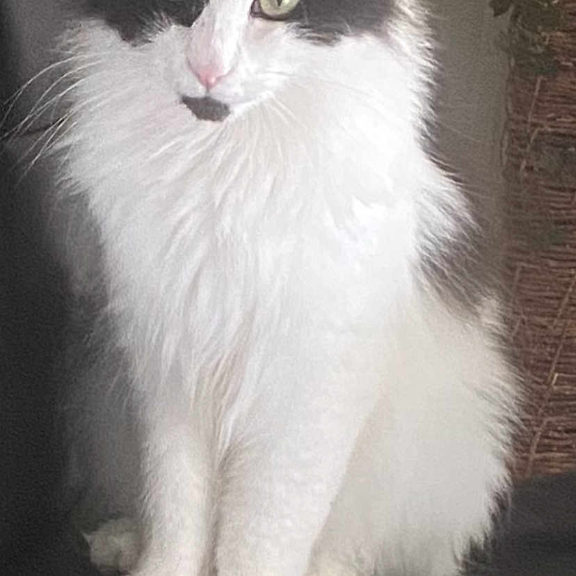 Simba participe au concours pour gagner de l'argent avec cette photo : animal, basket, black_and_white, calm, cat, cozy, domestic_cat, ears, feline, fluffy, fur, green_eyes, houseplant, indoor, leather_surface, pet, portrait, quiet, sitting, whiskers
