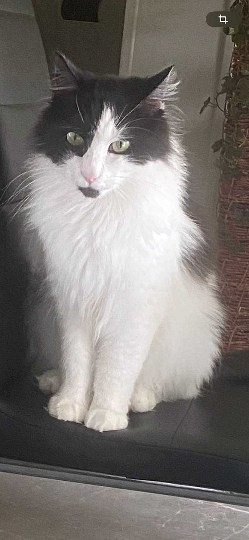 Simba