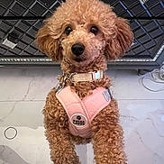 Prince is registered to the contest to win money with this photo: animal, apricot_coat, black_background, collar, curly_fur, cute, dog, fashionable, fluffy, indoor, leash, looking_at_camera, pet, photography, pink_harness, poodle, portrait, sitting, small_dog, tile_floor