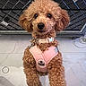 animal, apricot_coat, black_background, collar, curly_fur, cute, dog, fashionable, fluffy, indoor, leash, looking_at_camera, pet, photography, pink_harness, poodle, portrait, sitting, small_dog, tile_floor