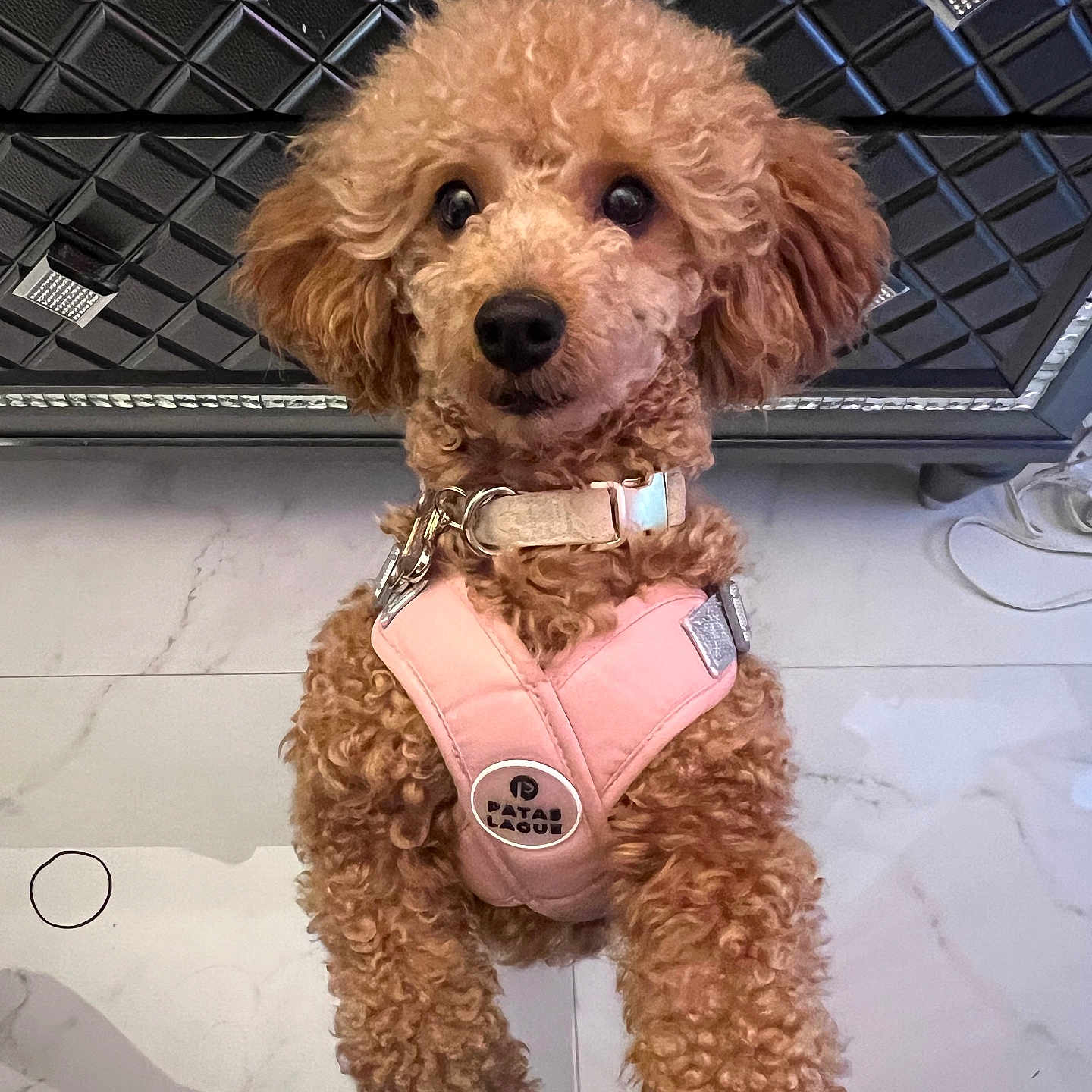 Prince is registered to the contest to win money with this photo: animal, apricot_coat, black_background, collar, curly_fur, cute, dog, fashionable, fluffy, indoor, leash, looking_at_camera, pet, photography, pink_harness, poodle, portrait, sitting, small_dog, tile_floor