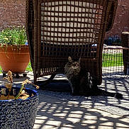 Meow Meow is registered to the contest to win money with this photo: cat, wicker_chair, shadow, potted_plant, outdoor, patio, sunlight, brick_wall, grass, flower_pot, furniture, nature, daylight, plant, animal, domestic_animal, resting, texture, pattern, relaxation