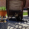 cat, wicker_chair, shadow, potted_plant, outdoor, patio, sunlight, brick_wall, grass, flower_pot, furniture, nature, daylight, plant, animal, domestic_animal, resting, texture, pattern, relaxation