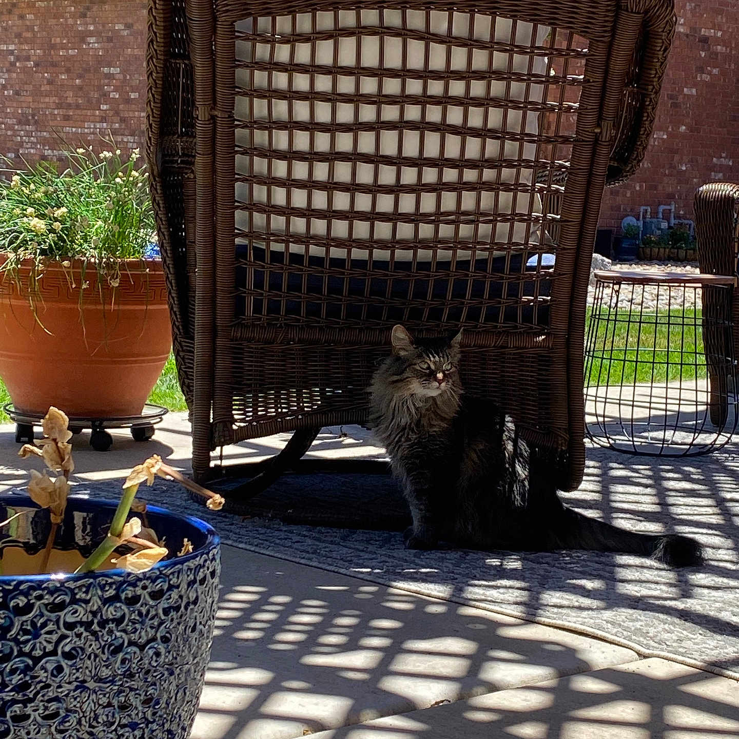 Meow Meow is registered to the contest to win money with this photo: cat, wicker_chair, shadow, potted_plant, outdoor, patio, sunlight, brick_wall, grass, flower_pot, furniture, nature, daylight, plant, animal, domestic_animal, resting, texture, pattern, relaxation