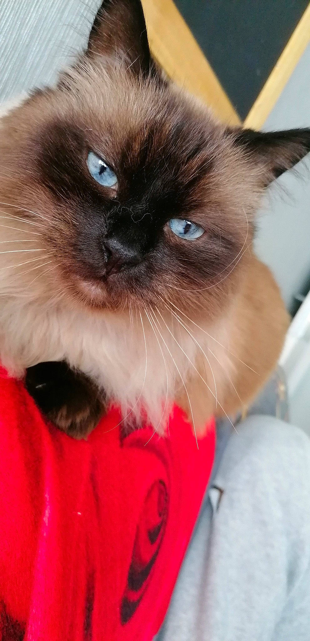 Mistigris participe au concours pour gagner de l'argent avec cette photo : balinese, birman, carnivore, cat, curious, fawn, felidae, fur, iris, siamese, small_to_medium_sized_cats, snout, whiskers