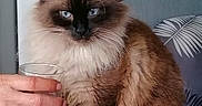 Mistigris a rejoint le concours — aidez-le/la à gagner de superbes lots ! balinese, birman, carnivore, cat, fawn, felidae, fur, iris, ragdoll, siamese, small_to_medium_sized_cats, snout, tableware, tail, thai, whiskers