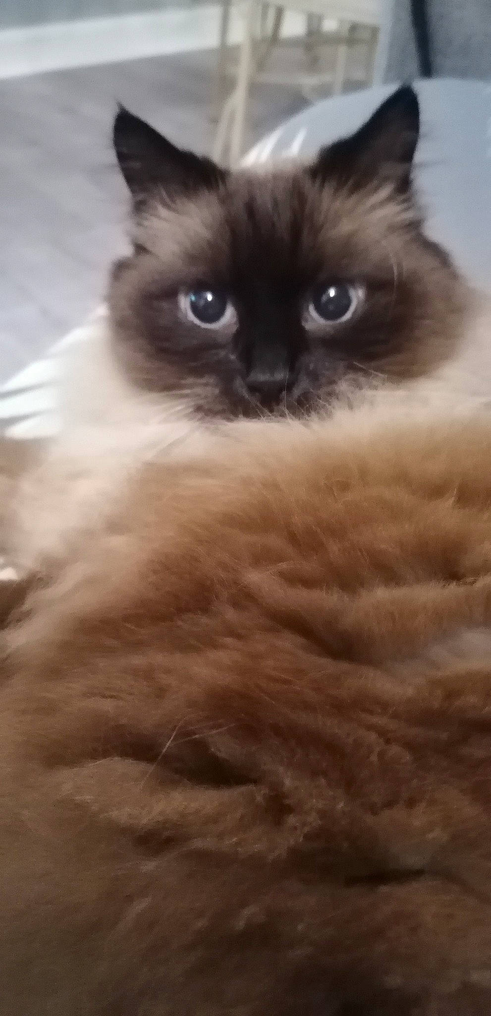 Mistigris a rejoint le concours — aidez-le/la à gagner de superbes lots ! balinese, birman, carnivore, cat, close_up, fawn, felidae, fur, ragdoll, siamese, small_to_medium_sized_cats, snout, tail, terrestrial_animal, thai, whiskers, wildlife
