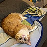 cat, orange_cat, white_cat, pet, animal, upside_down, lying_down, relaxed, indoor, blanket, couch, pillow, stuffed_animals, toys, home, cozy, closeup, portrait, fluffy, playful