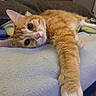 Brook a rejoint le concours — aidez-le/la à gagner de superbes lots ! cat, orange_cat, white_paws, feline, pet, animal, lying_down, bed, blanket, close_up, whiskers, ears, pink_nose, large_eyes, fluffy_fur, stretched_leg, relaxed, indoors, portrait, playful