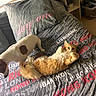 Brook participe au concours pour gagner de l'argent avec cette photo : cat, dog, kitten, pet, animals, fluffy, orange_cat, spotted_dog, cuddle, playing, lying_down, bed, bedroom, bedding, pillow, home, indoors, cozy, portrait, travel_text
