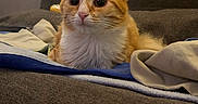 Brook participe au concours pour gagner de l'argent avec cette photo : cat, orange_cat, white_chest, pet, feline, indoors, couch, blanket, bedding, portrait, close_up, sitting, staring, large_eyes, whiskers, ears, fur, home, cozy, animal