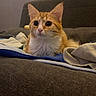 cat, orange_cat, white_chest, pet, feline, indoors, couch, blanket, bedding, portrait, close_up, sitting, staring, large_eyes, whiskers, ears, fur, home, cozy, animal