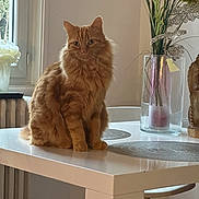 Carton participe au concours pour gagner de l'argent avec cette photo : cat, cozy, curious, decor, domestic_cat, feline, fluffy, fur, home, indoor, looking, mammal, orange_cat, pet, plants, sitting, table, vase, whiskers, window