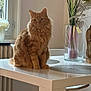 cat, cozy, curious, decor, domestic_cat, feline, fluffy, fur, home, indoor, looking, mammal, orange_cat, pet, plants, sitting, table, vase, whiskers, window