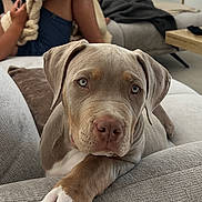 Falco a rejoint le concours — aidez-le/la à gagner de superbes lots ! puppy, dog, couch, living_room, blanket, person, furniture, relaxing, indoors, grey, cute, pet, home, cozy, fur, paw, ears, nose, eyes, resting