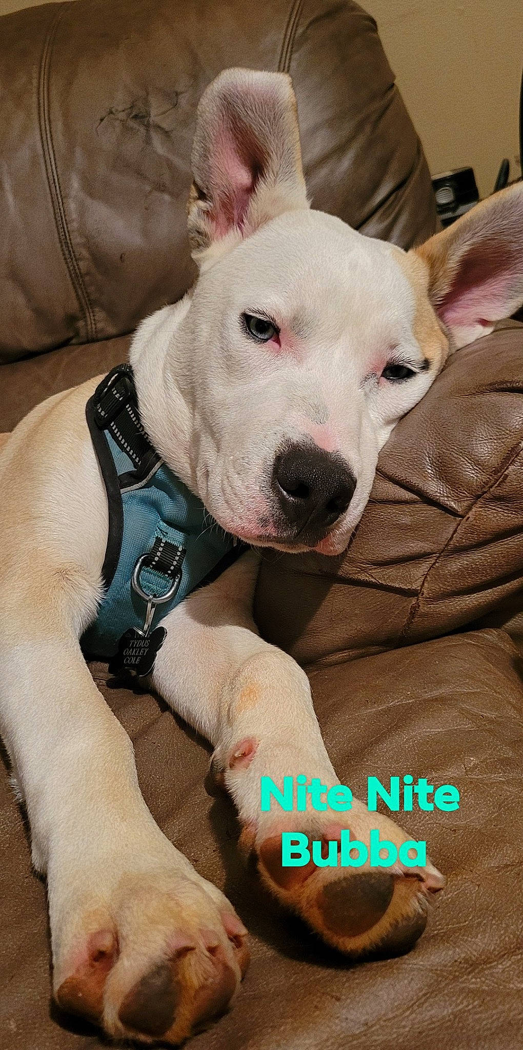 Tydus is registered to the contest to win money with this photo: bull_terrier, bull_terrier_miniature, canidae, carnivore, collar, comfort, companion_dog, dog, dog_breed, ear, english_white_terrier, eye, fawn, guard_dog, old_english_terrier, snout, sporting_group, terrier, whiskers, working_animal