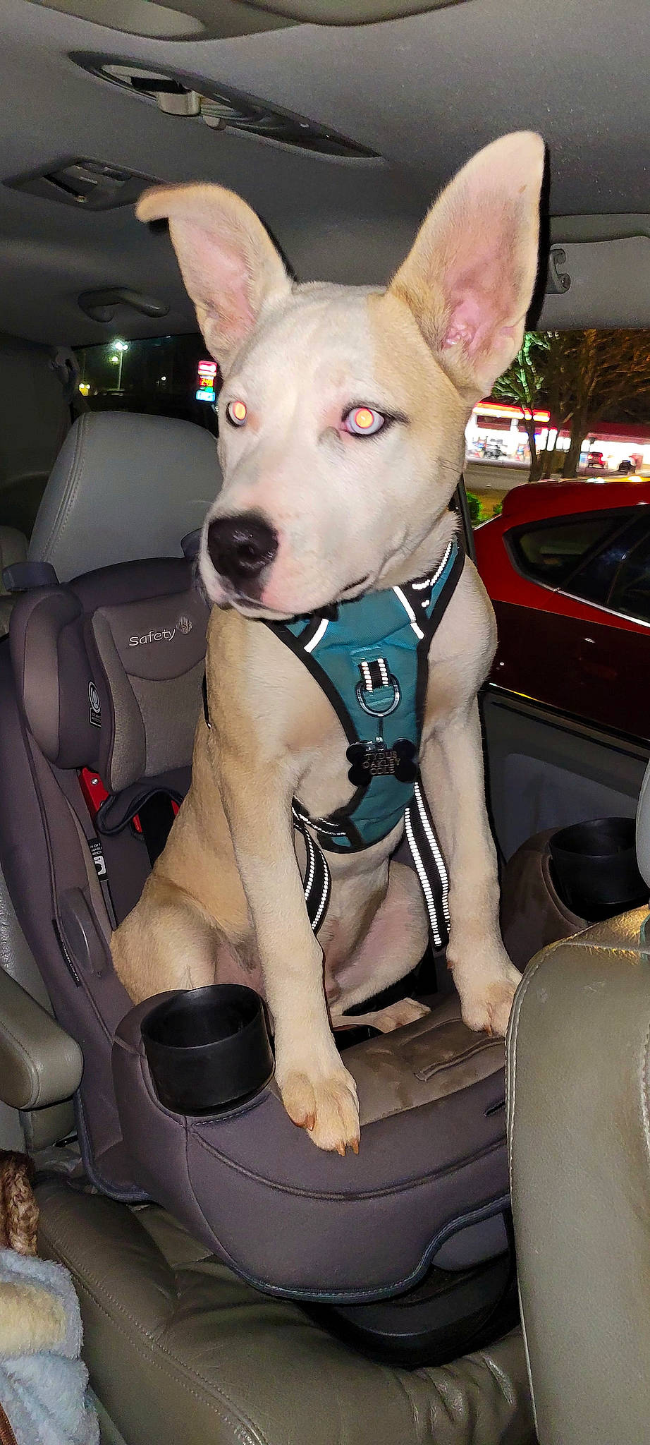 Tydus joined the competition — help win amazing prizes! auto_part, automotive_design, automotive_exterior, automotive_lighting, car, car_seat, carnivore, collar, companion_dog, dog, dog_breed, ear, fawn, hood, motor_vehicle, snout, vehicle, vehicle_door, white, working_animal