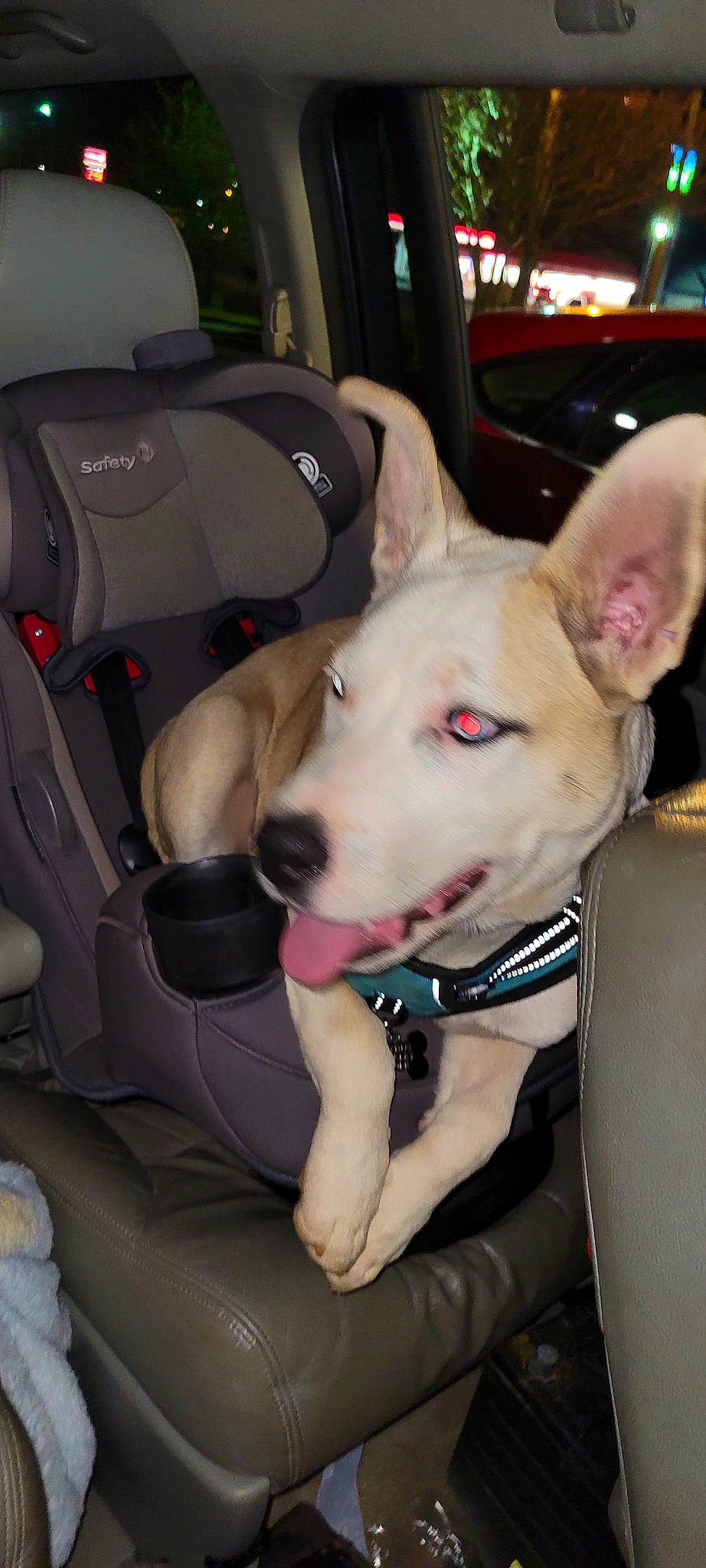 Tydus is registered to the contest to win money with this photo: auto_part, bag, car, car_seat, car_seat_cover, carnivore, collar, companion_dog, dog, dog_breed, dog_collar, family_car, fawn, luggage_and_bags, motor_vehicle, sporting_group, vehicle, vehicle_door, whiskers, working_animal