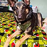 Jake joined the competition — help win amazing prizes! animal, bed, black, blanket, brown, cozy, cute, dog, domestic, ears, fur, german_shepherd, green, grinch, indoor, looking, lying_down, pet, puppy, young