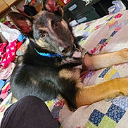 Jake is registered to the contest to win money with this photo: animal, bed, collar, colorful, comfort, cute, dog, domestic, ears, fur, german_shepherd, home, indoor, looking_at_camera, lying_down, pet, puppy, quilt, resting, young
