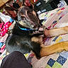 animal, bed, collar, colorful, comfort, cute, dog, domestic, ears, fur, german_shepherd, home, indoor, looking_at_camera, lying_down, pet, puppy, quilt, resting, young
