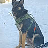 alert, animal, calm, canine, companion, dog, ears, fence, fur, german_shepherd, harness, leash, muzzle, nature, outdoor, pet, quiet, sitting, snow, winter