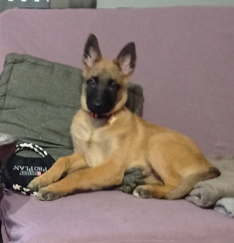 Gypsy a rejoint le concours — aidez-le/la à gagner de superbes lots ! canidae, carnivore, comfort, companion_dog, dog, dog_breed, dog_supply, fawn, fur, non_sporting_group, paw, sporting_group, tail, terrestrial_animal, working_animal