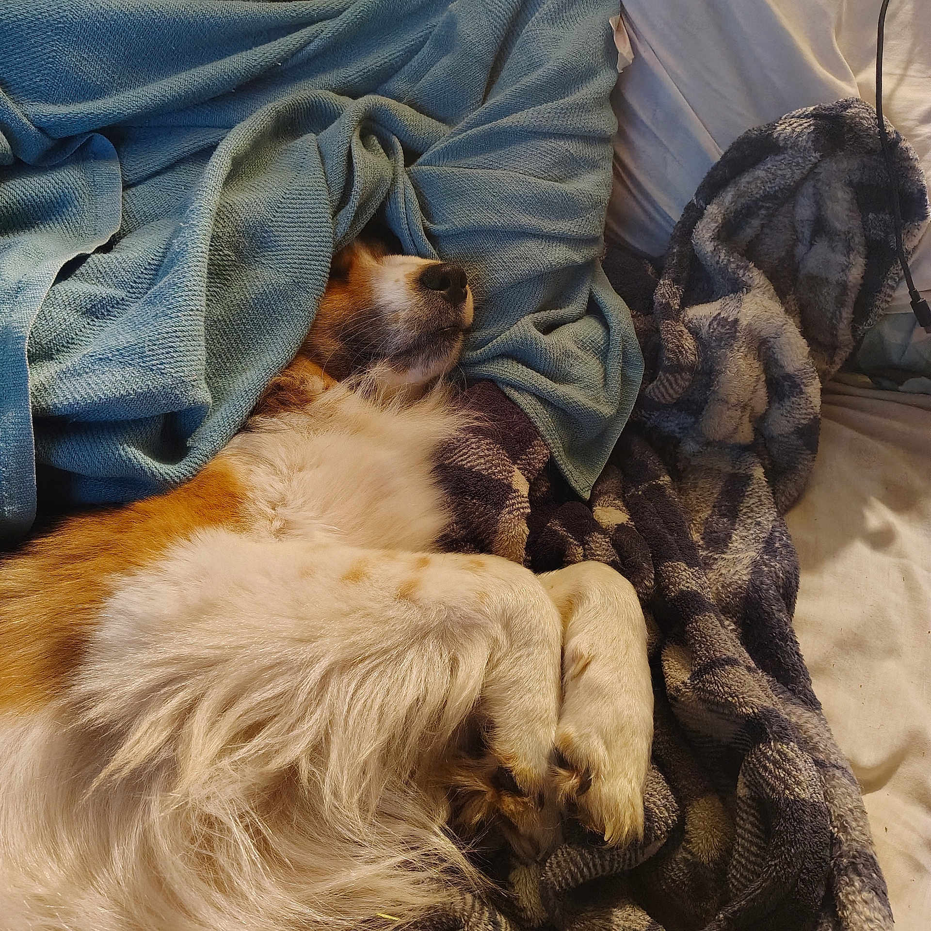 Bear is registered to the contest to win money with this photo: animal, bed, blanket, canine, comfort, cozy, cute, dog, domestic_animal, fluffy, fur, fur_texture, indoor, nap, paw, relaxation, resting, sleeping, snuggled, warm